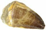 Fossil Mosasaur (Thalassotitan) Tooth - Morocco #364169-1